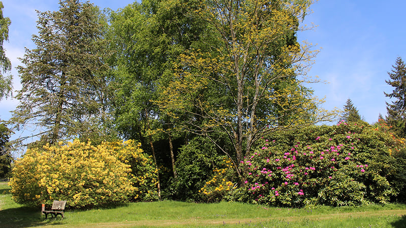 Rhododendrons at West Dean Arboretum