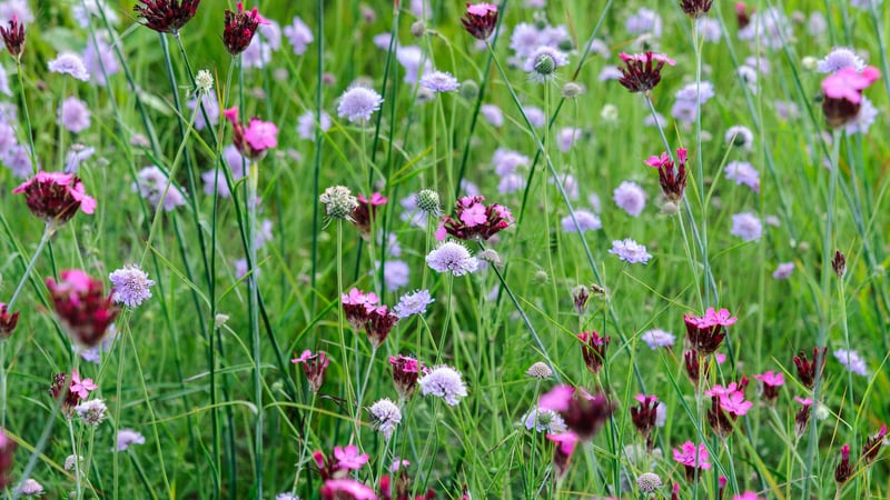 Jason Ingram Oudolf Gardens - Credit Jason Ingram