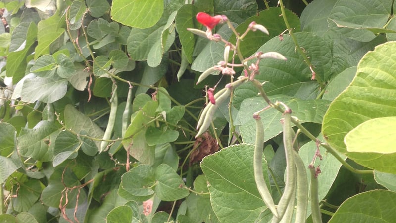 Beans in the Kitchen Garden at West Dean