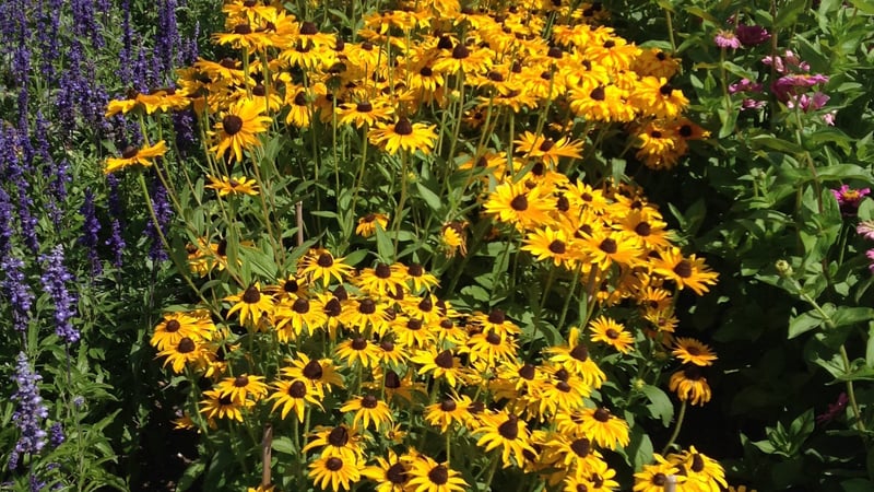 Rudbeckias in the West Dean Cutting Garden