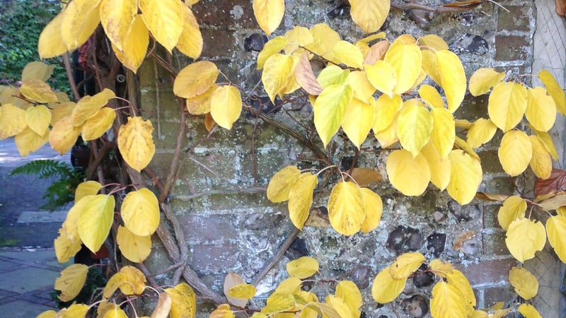 Schisandra Rubrifolia