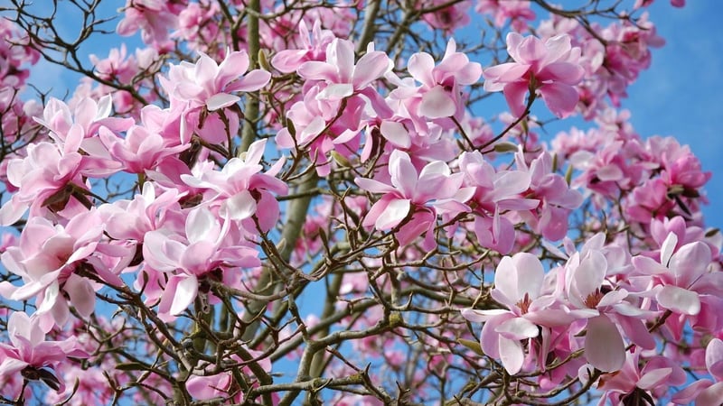 Magnolia at West Dean Gardens