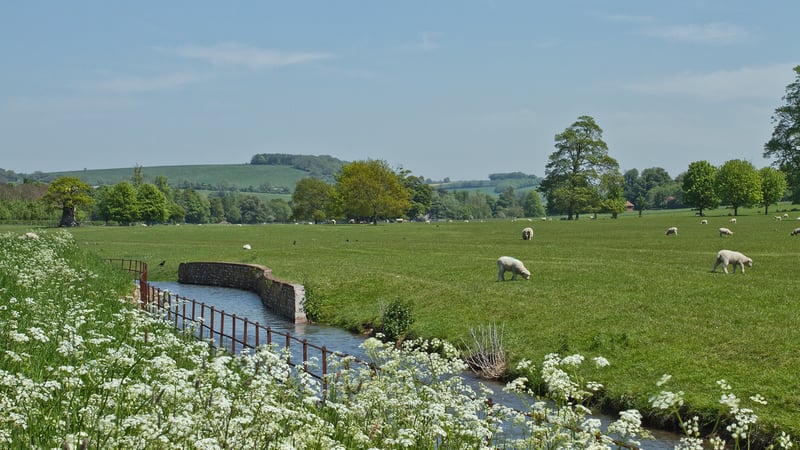 Cow parsley by the River Lavant at West Dean Gardens