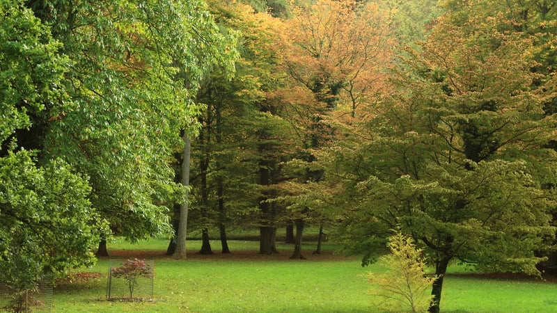 Autumn in St. Roche’s Arboretum, West Dean Gardens