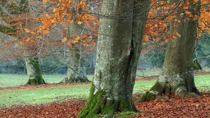 Beech trees and rustling autumn leaves at West Dean Gardens