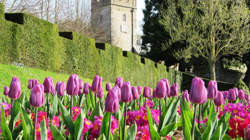 Tulips at West Dean Gardens, St Andrews (background)