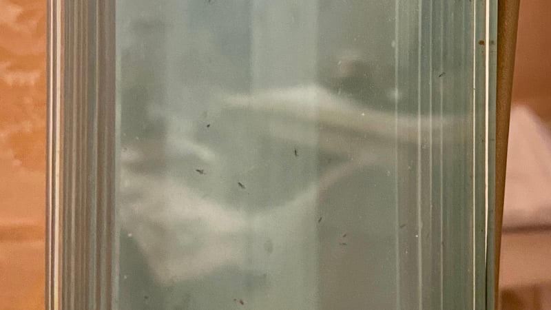 Detail of the contaminants in between the glass layers, photo courtesy of Rose Zhou.