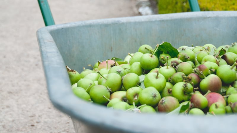 The orchards in the Walled Garden at West Dean
