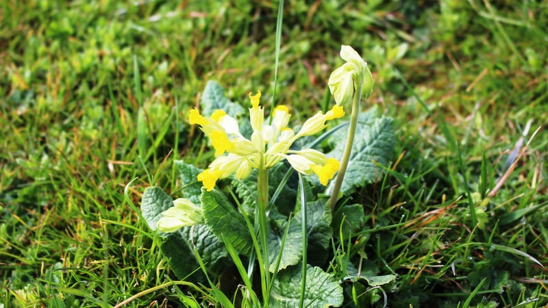 Primulas at West Dean Gardens