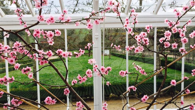 Nectarine blossom, West Dean Gardens