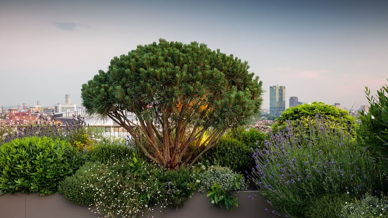 Emily Erlam Plimsoll 2