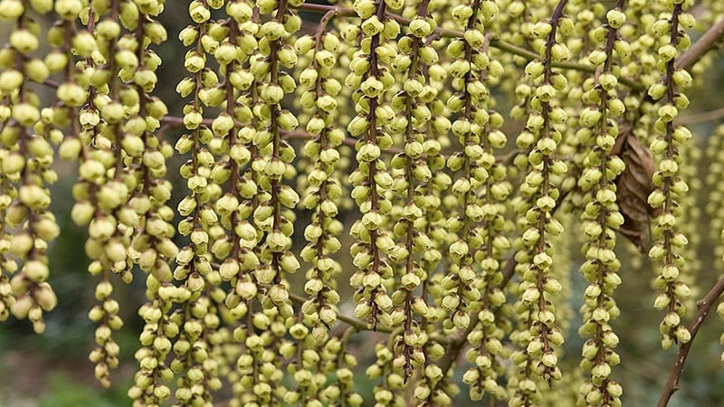Stachyurus Praecox. Photo credit: Trevor Sims