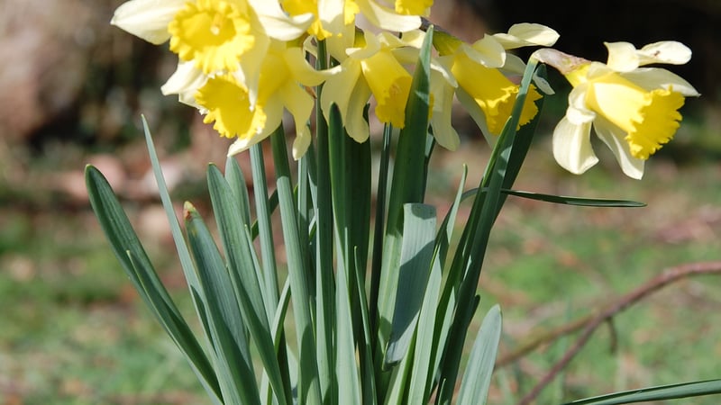 Daffodils in full bloom at West Dean Gardens