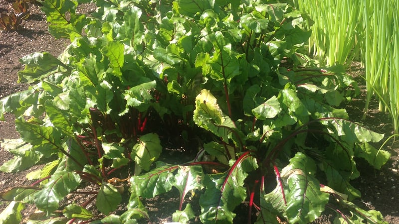 Beetroot growing at West Dean Gardens