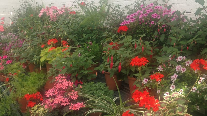 Geraniums at West Dean Gardens