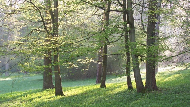 Trees in the arboretum at West Dean