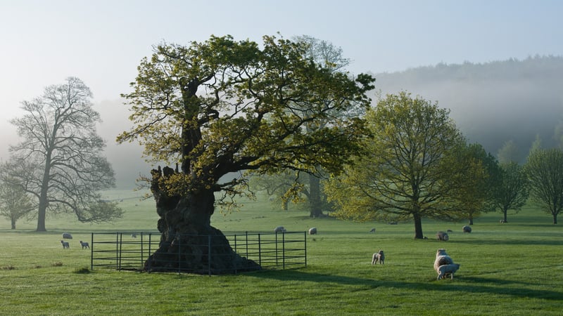 The old oak tree at West Dean Gardens