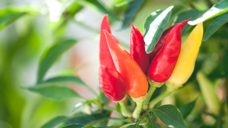 Red, yellow and orange chillies at West Dean Gardens