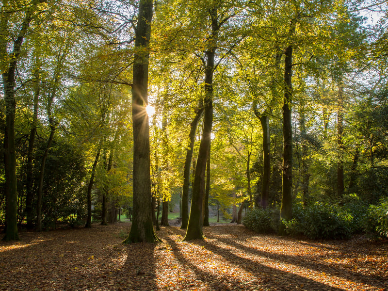 West Dean Estate, parkland