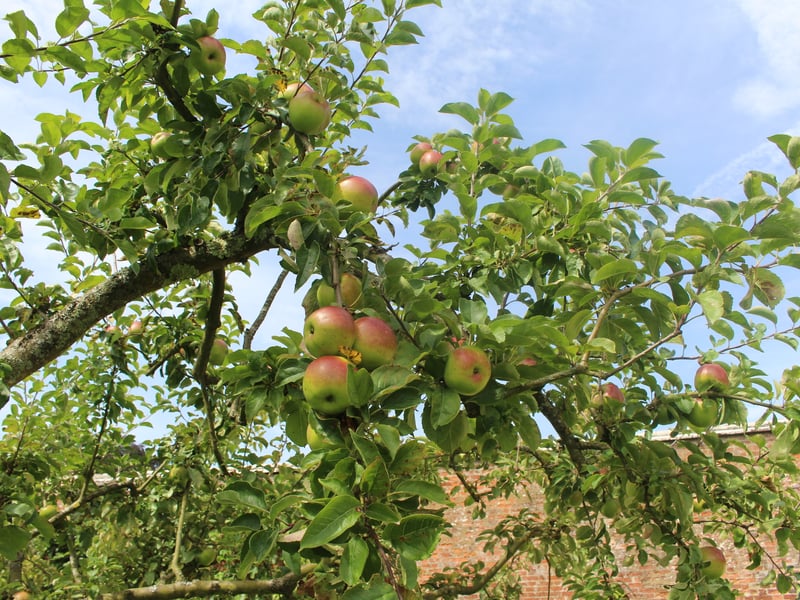 Apple Orchard at West Dean Gardens West Sussex