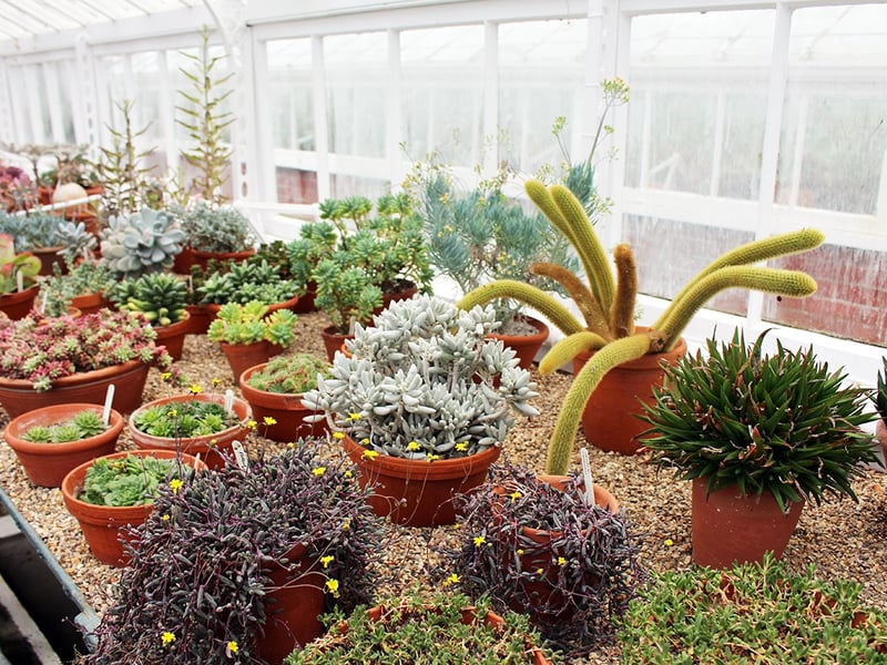 10 Tips for growing house plants West Dean Gardens