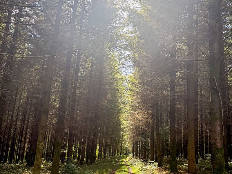 West_Dean_Woods
