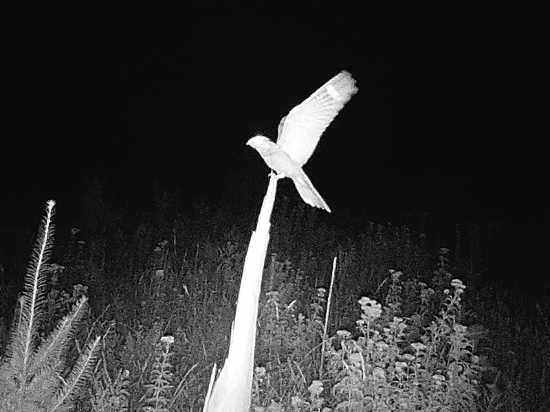 Nightjar Captured on Trail Camera