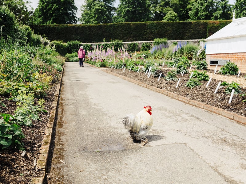 West Dean Gardens Chickens