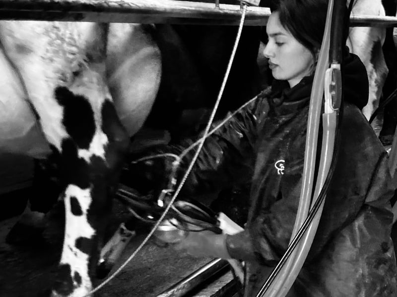 Jade in the milking parlour (Digital Photograph by Philippa Clarke) 