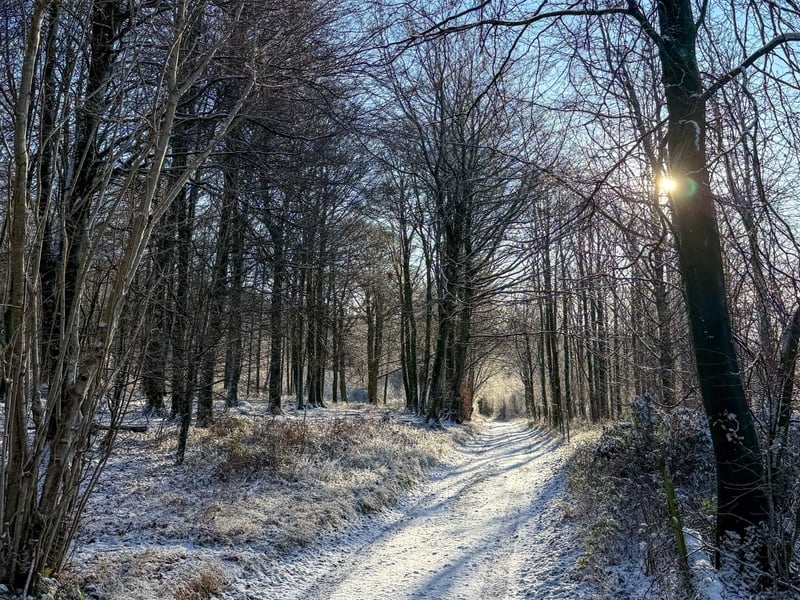 West Dean Estate, winter