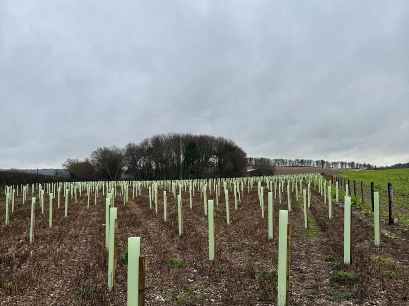 planting on west dean estate