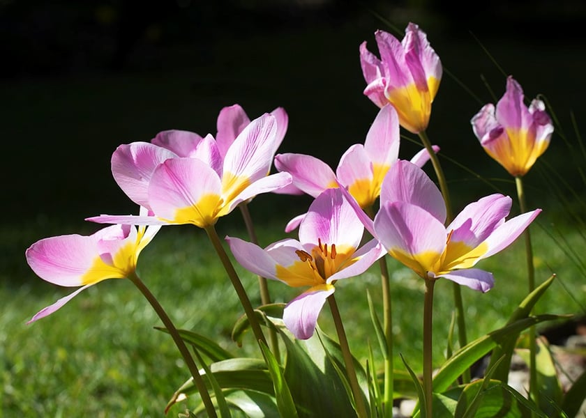 Spring Flowers at West Dean