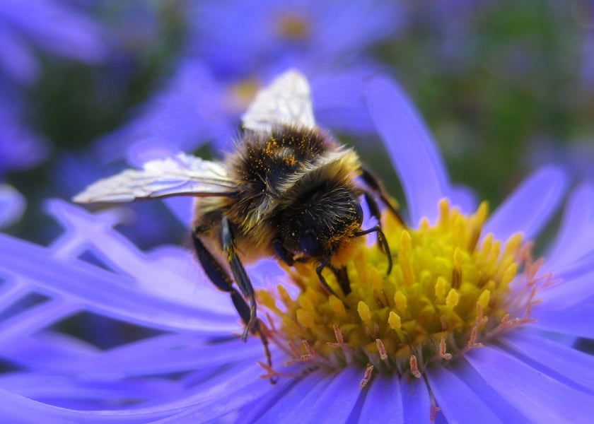 Pollinator Quest at West Dean Gardens May Half Term Activities