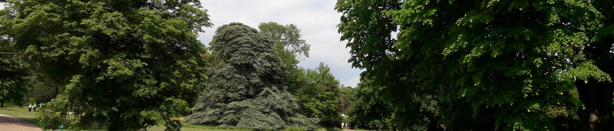 Wildflower swards on show in West Dean Gardens