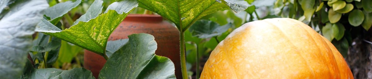 Pumpkins at West Dean Gardens for Halloween