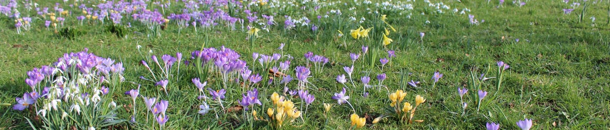 Crocus and daffodils on the picnic lawn at West Dean Gardens