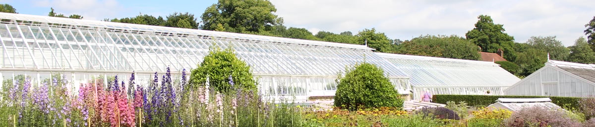 Larkspur by the glasshouses in West Dean Gardens