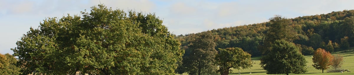 View of the Arboretum at West Dean Garden