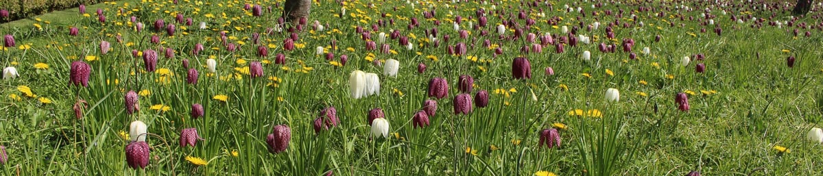 Snakes head fritillaries in the Walled Garden at West Dean