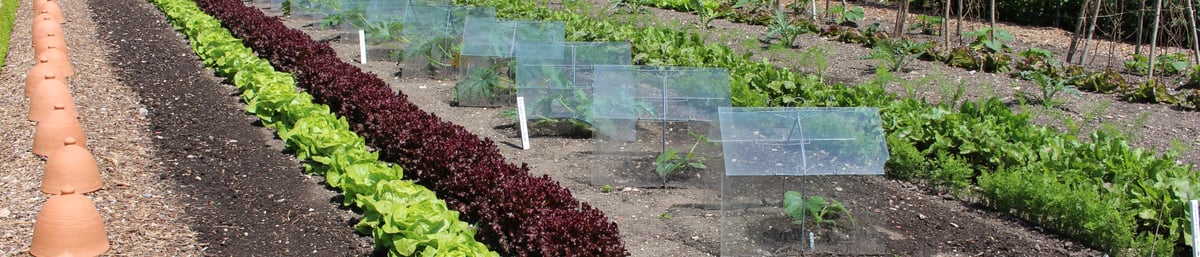 The Kitchen Garden at West Dean