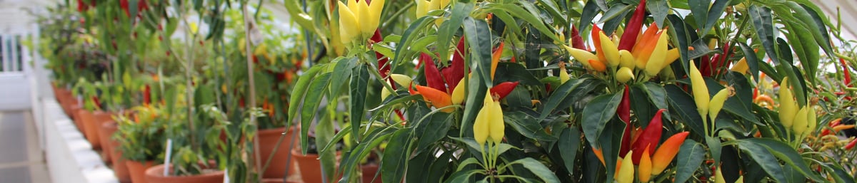 See the chillies at West Dean Chilli Fiesta