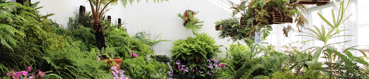 The Fern Glasshouse at West Dean Gardens