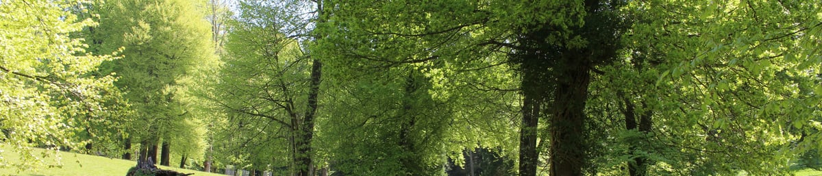 St Roche's Arboretum