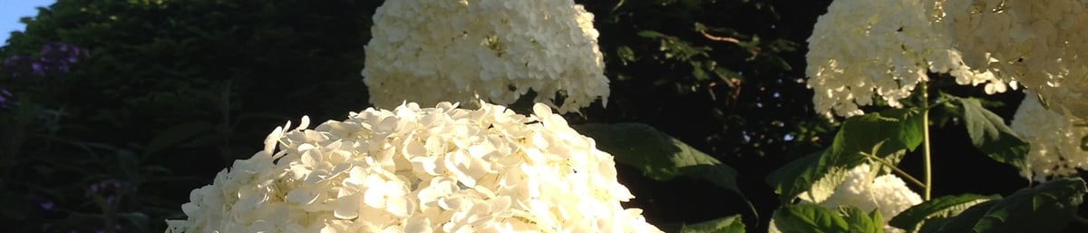 Hydrageas at West Dean Gardens