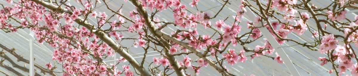 Peach blossom at West Dean Gardens