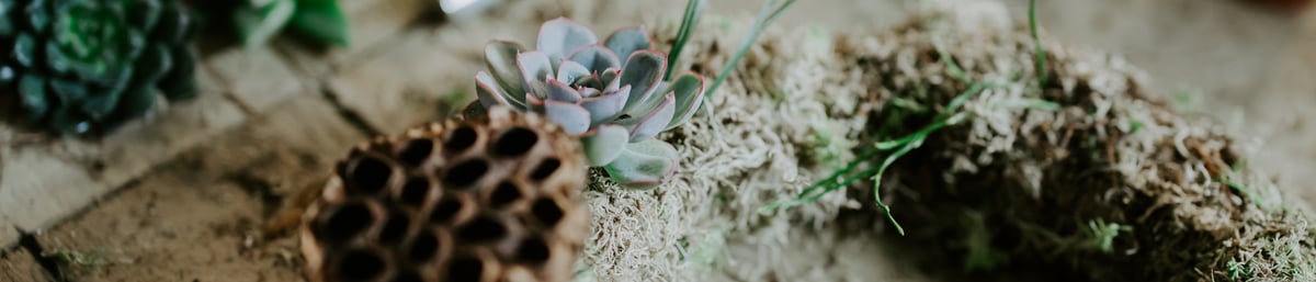 Alys Dobbie - living wreath