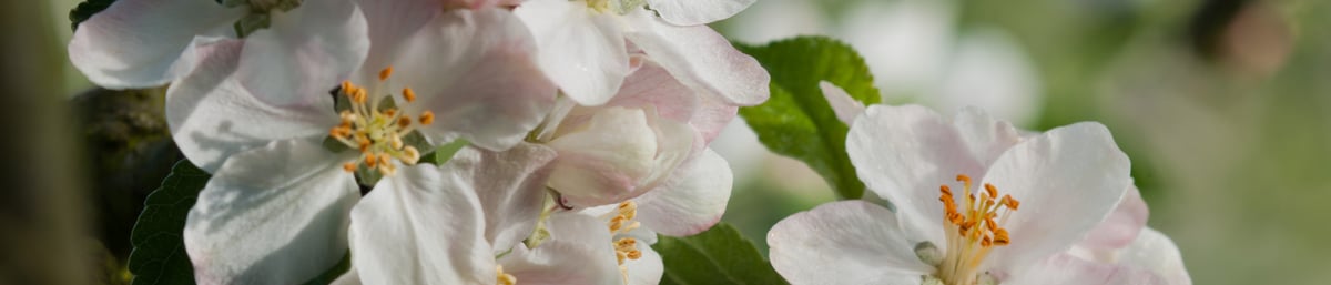 Apple Cox Pamona Blossom at West Dean Gardens