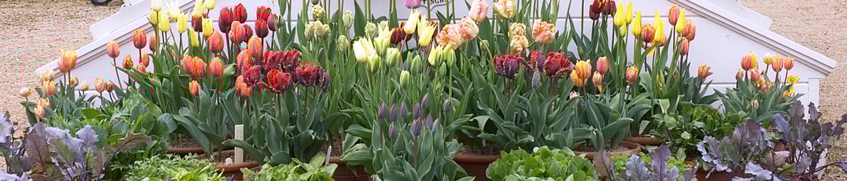 Tulip display by cold frame at West Dean Gardens nr Chichester