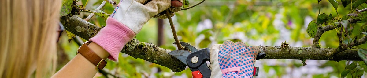 Pruning summer fruit tree