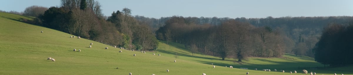 View of the Arboretum at West Dean Gardens West Sussex